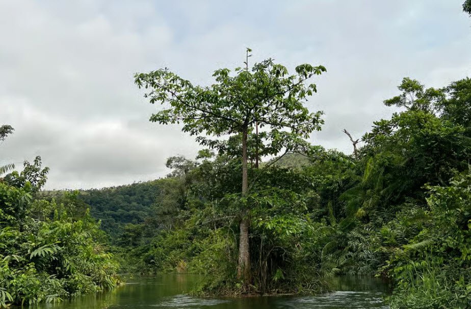 Mayombe Forest, Kouilou & Niari Regions, DR Congo
